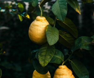 Abono para cítricos en maceta cuidados específicos para tu árbol frutal