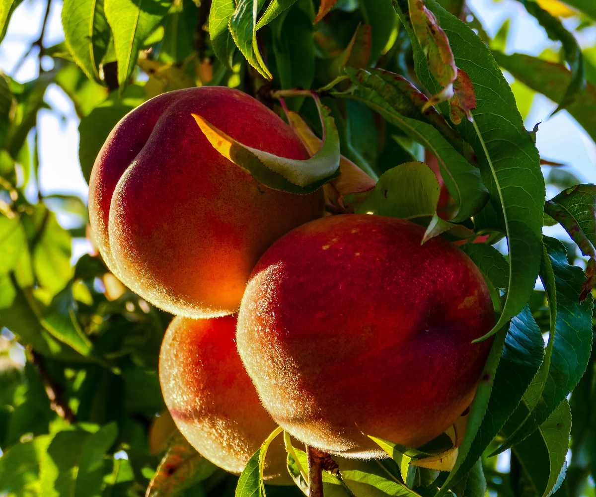 Abono para melocotonero: Claves para una cosecha dulce y abundante