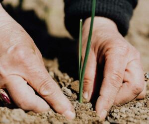 Fertilización en suelos arcillosos