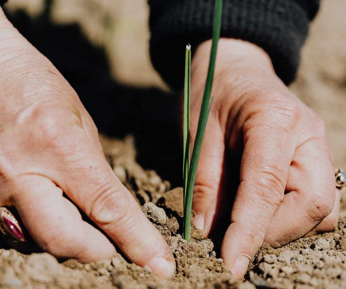 Fertilización en suelos arcillosos