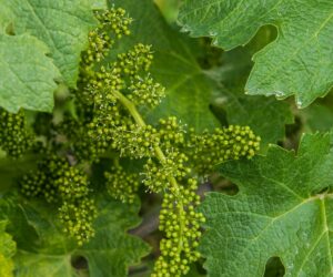 Fertilización de la vid en floración Claves para un racimo de calidad