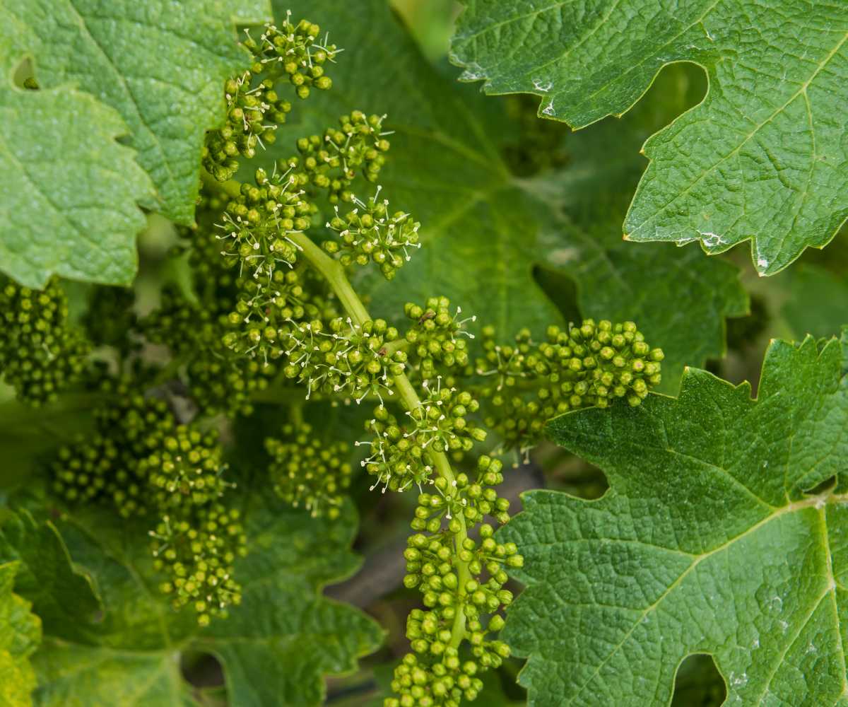 Fertilización de la vid en floración Claves para un racimo de calidad