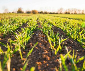 Tipos de fertilizantes para agricultura ecológica