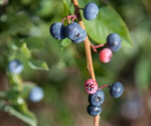 Abono para arándanos: Cuándo y cómo fertilizar para una alta producción
