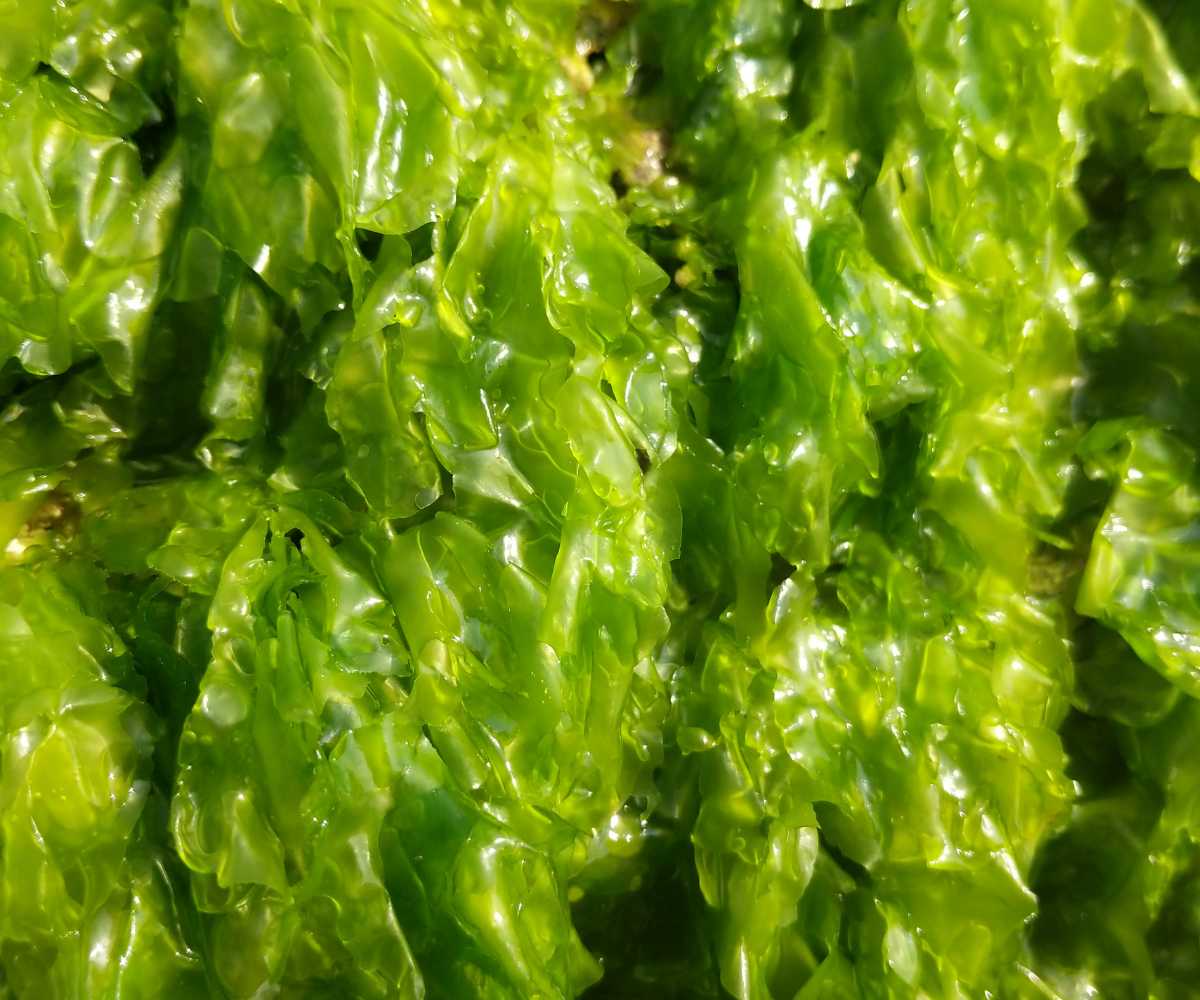 Algas en agricultura: Beneficios y cómo usarlas como bioestimulantes