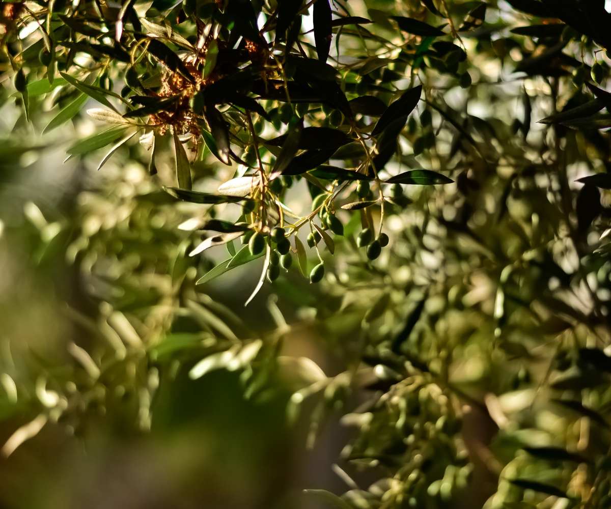bioestimulación en el olivar