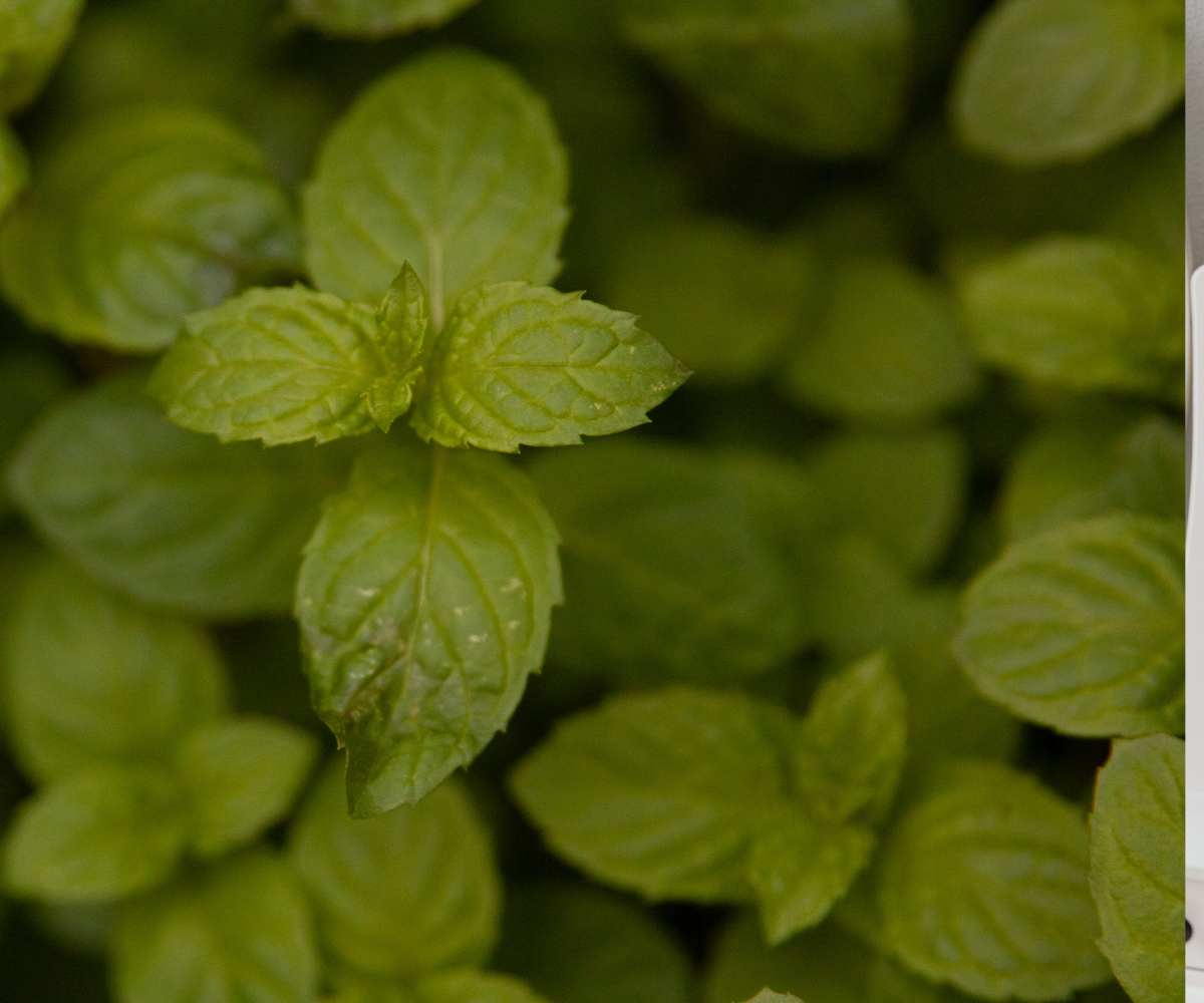 El uso de aminoácidos para plantas frente al estrés hídrico