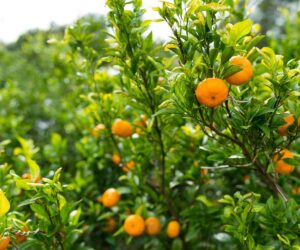 Cómo aplicar quelato de hierro para cítricos