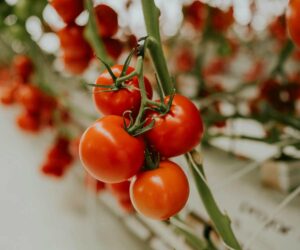 Importancia del calcio (y del corrector de calcio) en el cultivo de tomate