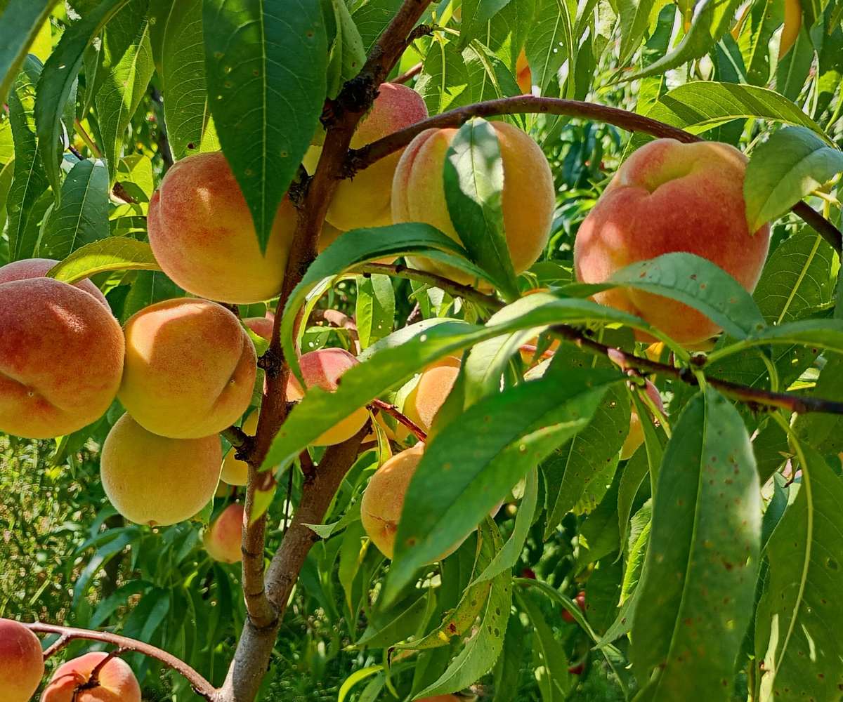 Potenciadores o bioestimulantes para el cuajado de frutales de hueso