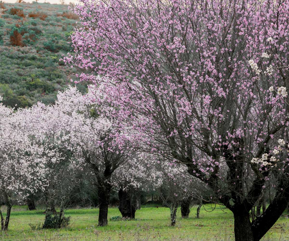 fertilizantes para almendros