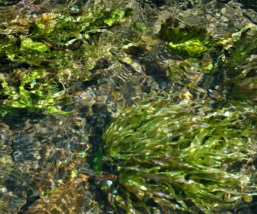 Bioestimulantes a base de extracto de algas para agricultura