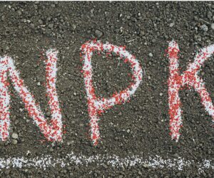 Diferencias entre abonos NPK líquidos y sólidos