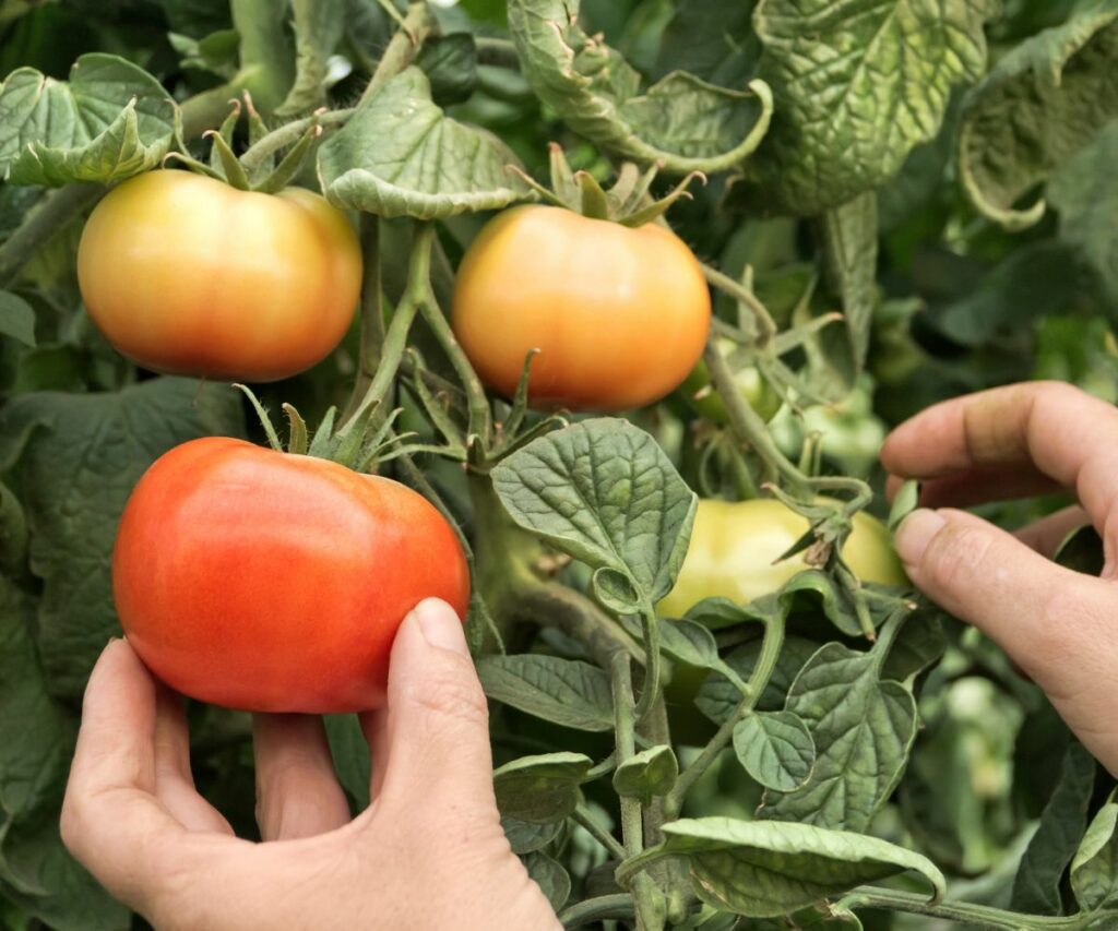 carencias nutricionales en plantas