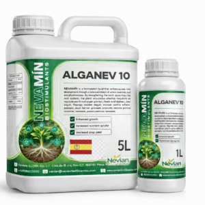 ALGANEV 10