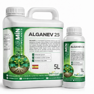 ALGANEV 25