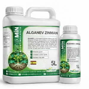 ALGANEV ZINMAN