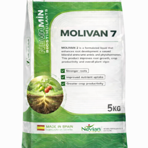 MOLIVAN 7