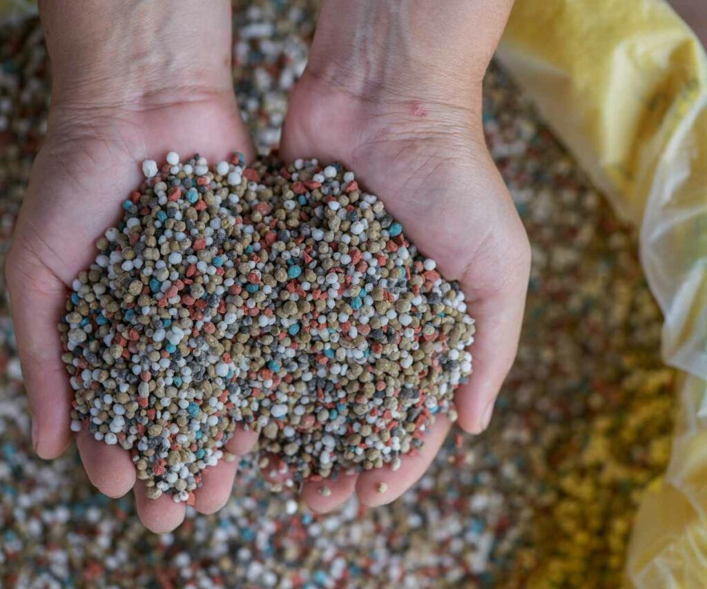 Abono de fondo vs. cobertera en cereales