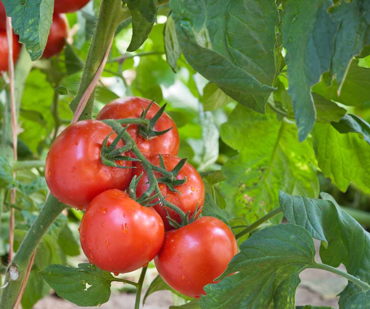fertirrigación del tomate y pimiento