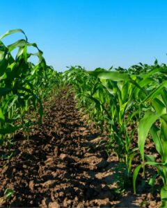 uso de azufre para agricultura
