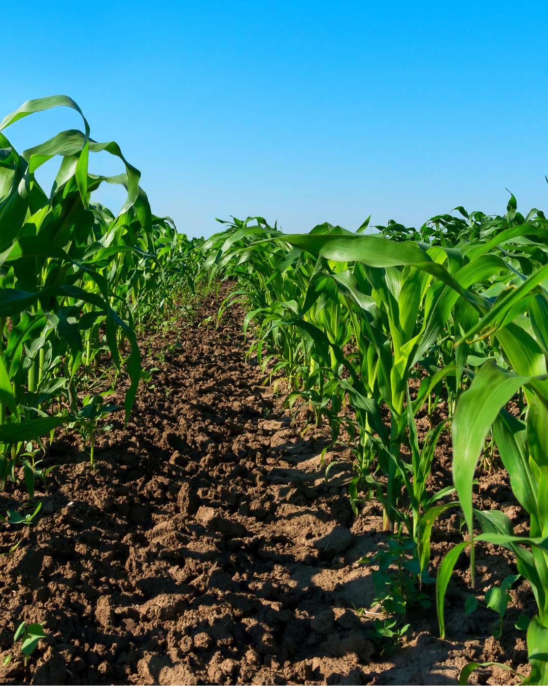 uso de azufre para agricultura