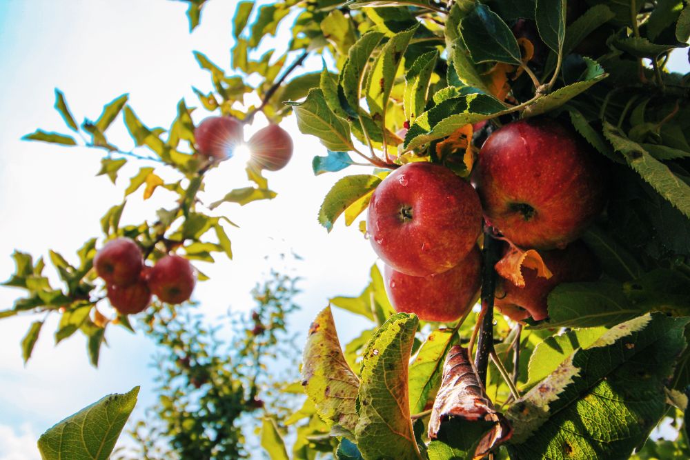 Abonos potásicos de engorde_ cuándo aplicarlos para mejorar el calibre y la maduración del fruto