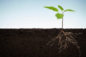 Bioestimulantes de raíces_ qué son, cuándo aplicarlos y sus beneficios para el cultivo