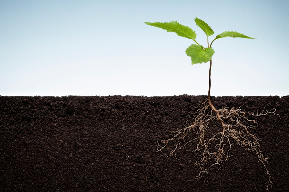 Bioestimulantes de raíces_ qué son, cuándo aplicarlos y sus beneficios para el cultivo