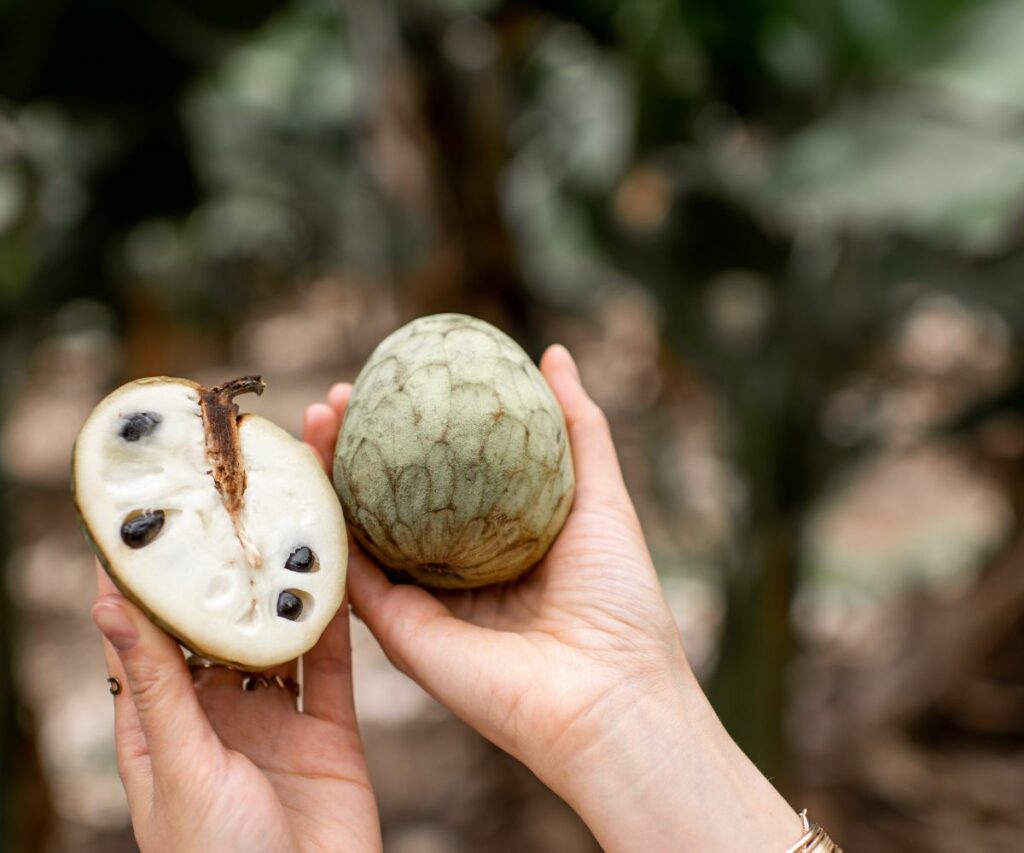 Abono para chirimoya: descubre cómo planificar el abonado de la chirimoya según sus necesidades nutricionales y mejorar la producción
