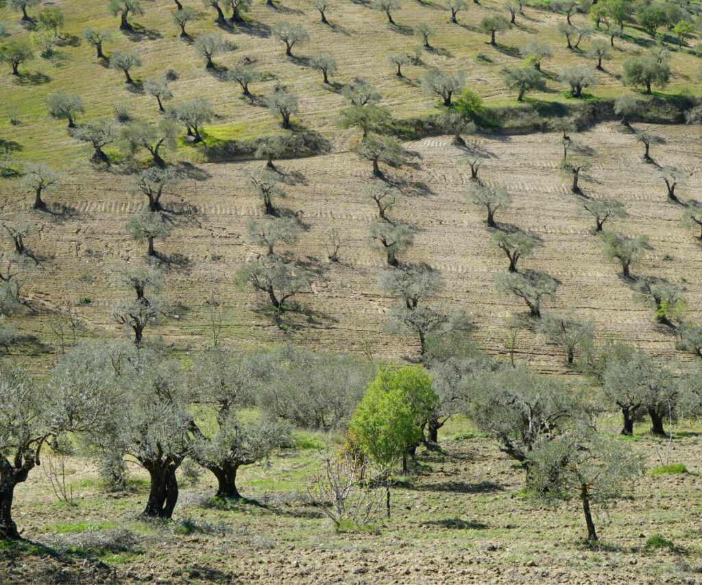 repilo del olivo