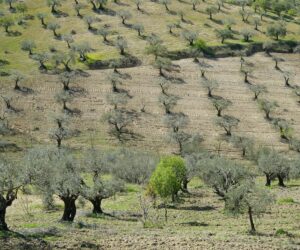repilo del olivo