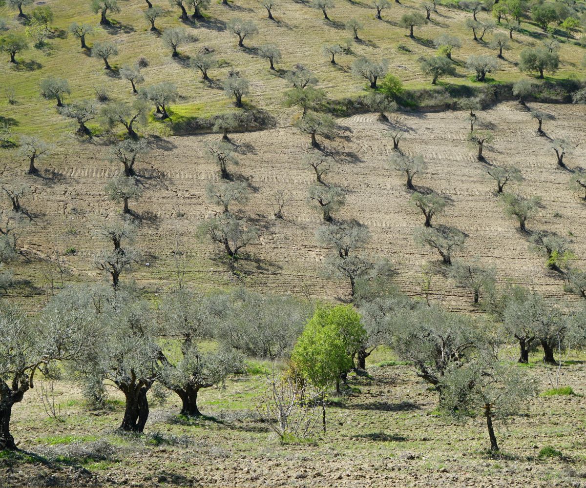 repilo del olivo