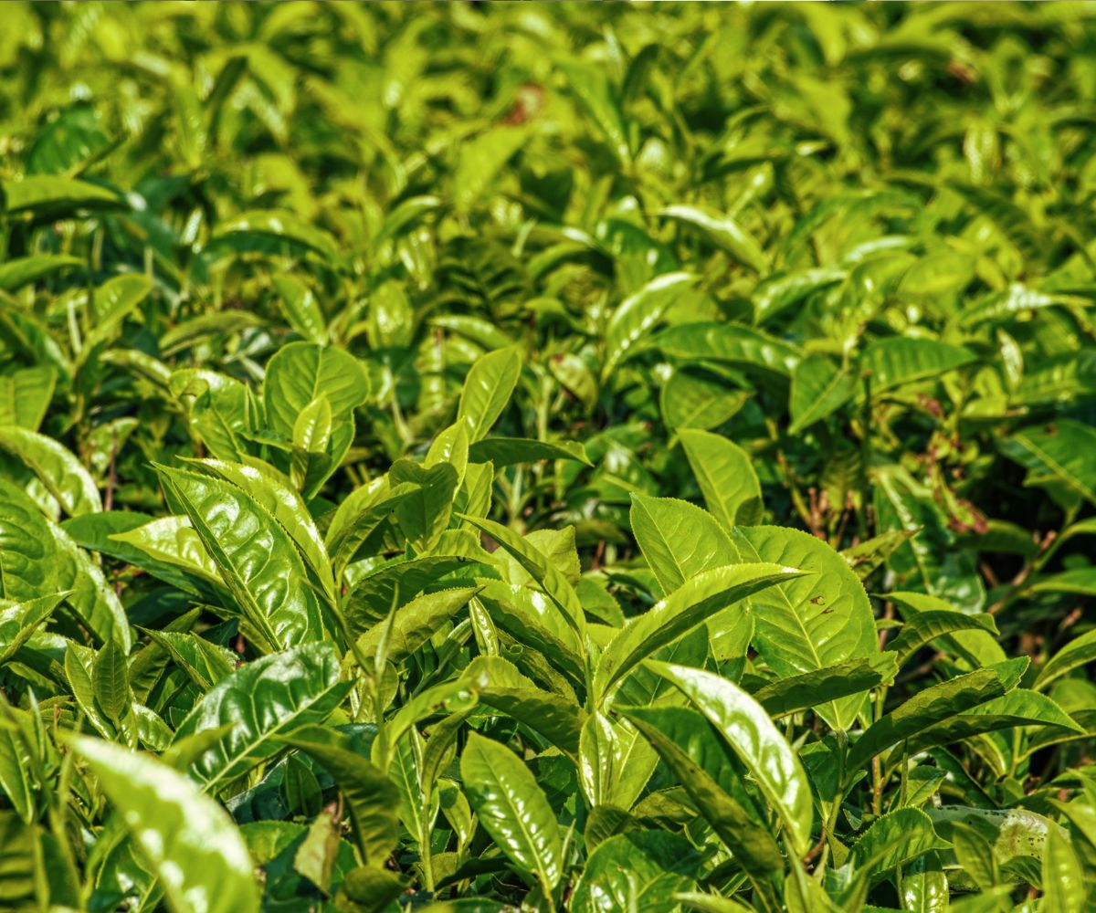 análisis foliar en agricultura