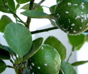 Cochinilla en cítricos: cómo identificarla y controlarla